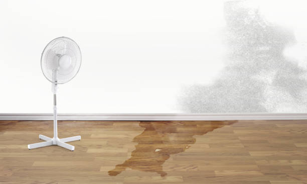 Best Water damage contractors near me  in Horace, ND