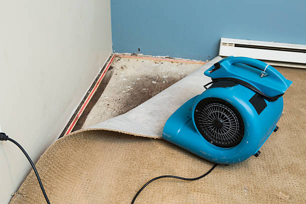 Best Water damage mitigation services  in Horace, ND